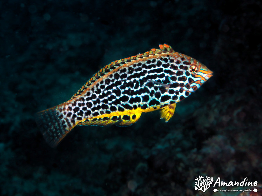 Macropharyngodon meleagris