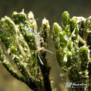 Mollusques » Gastéropode » Limaces de mer (opisthobranche) » Nudibranche » Éolidien » Flabellina bicolor