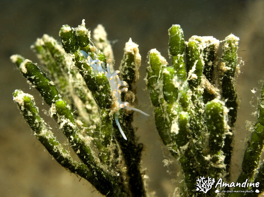 Flabellina bicolor
