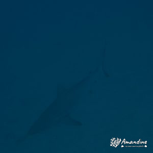 Carcharhinus amblyrhynchos