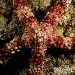 Échinodermes » Étoile de mer » Nardoa gomophia