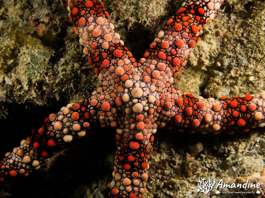 Nardoa gomophia
