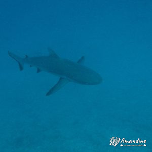 Carcharhinus amblyrhynchos - Nouvelle-Calédonie, Nouméa, Passe de Dumbéa, Mur aux loches