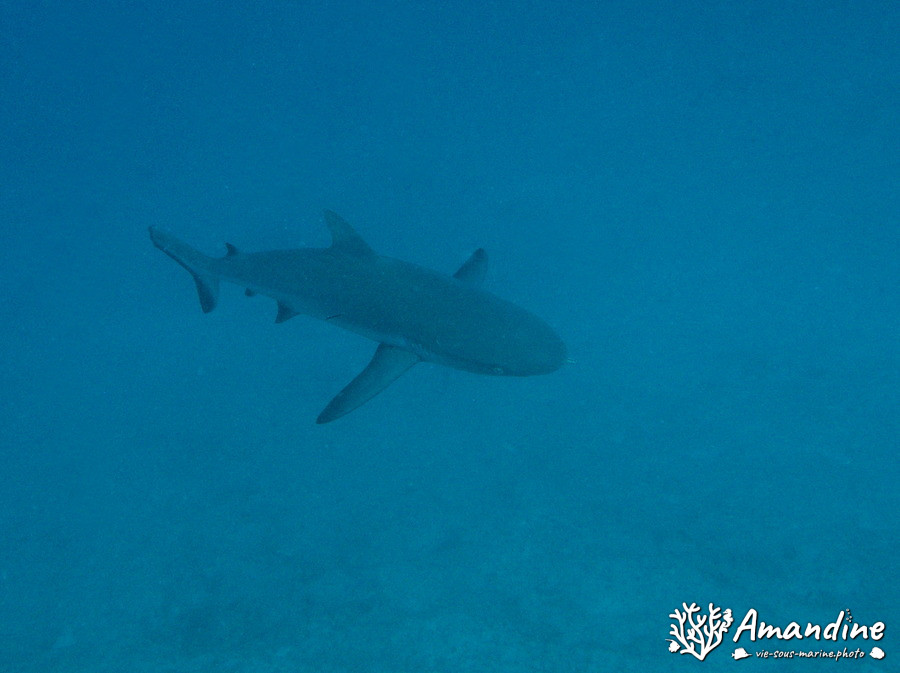 Carcharhinus amblyrhynchos