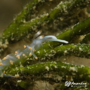 Mollusques » Gastéropode » Limaces de mer (opisthobranche) » Nudibranche » Éolidien » Flabellina bicolor