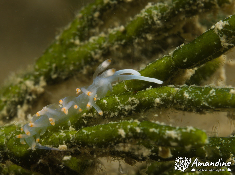 Flabellina bicolor