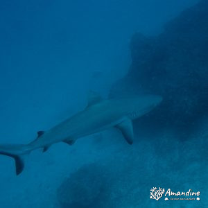 Carcharhinus amblyrhynchos - Nouvelle-Calédonie, Nouméa, Passe de Dumbéa, Mur aux loches