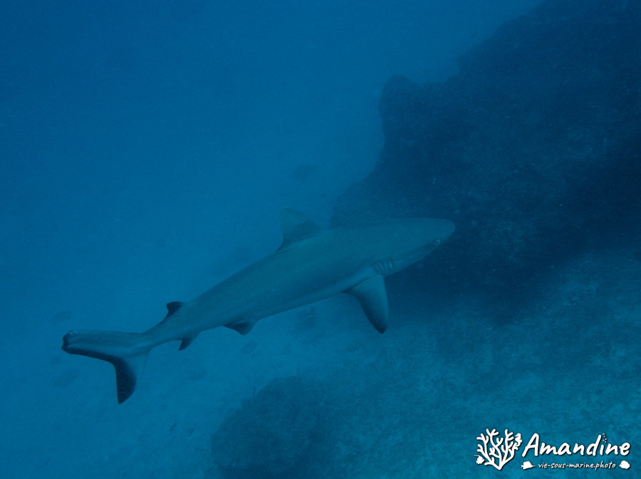 Carcharhinus amblyrhynchos
