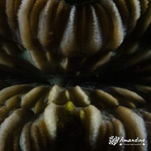 Corail dur (scleractiniaire) - Nouvelle-Calédonie, Nouméa, Ouémo