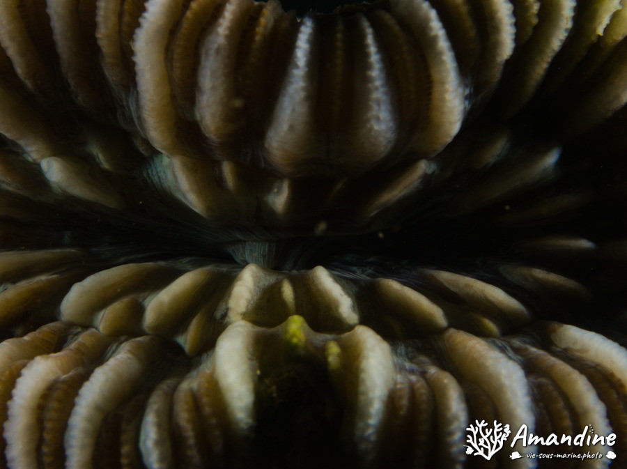 Corail dur (scleractiniaire)
