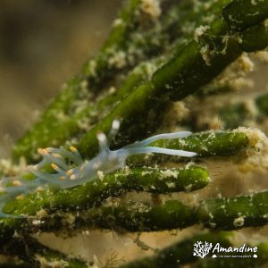 Mollusques » Gastéropode » Limaces de mer (opisthobranche) » Nudibranche » Éolidien » Flabellina bicolor