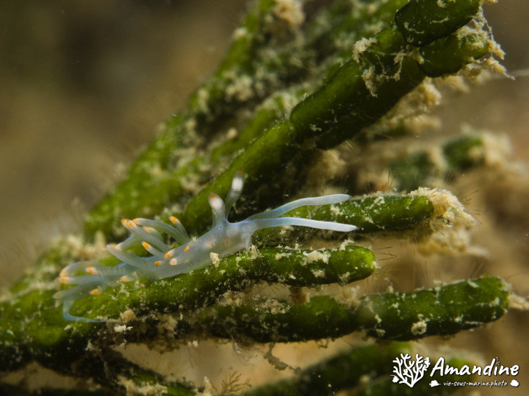 Flabellina bicolor