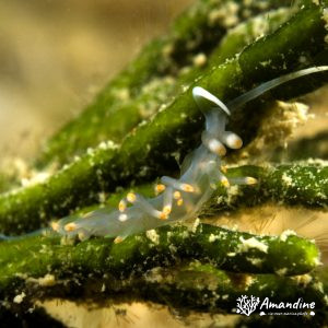 Mollusques » Gastéropode » Limaces de mer (opisthobranche) » Nudibranche » Éolidien » Flabellina bicolor