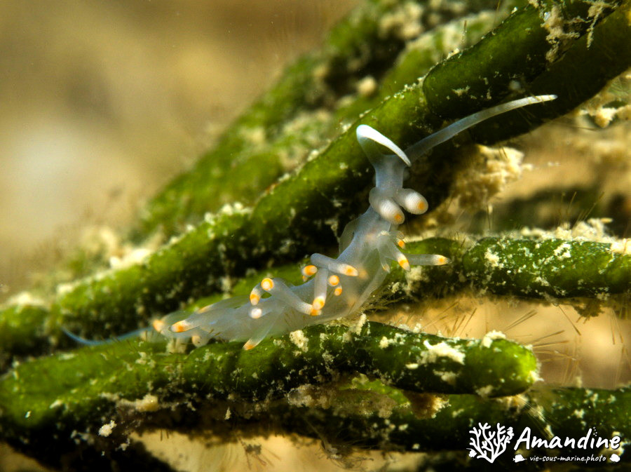 Flabellina bicolor