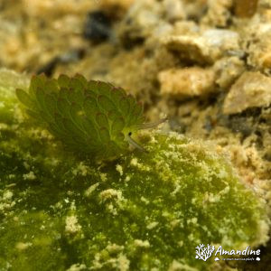Mollusques » Gastéropode » Limaces de mer (opisthobranche) » Sacoglosse » Costasiella sp1