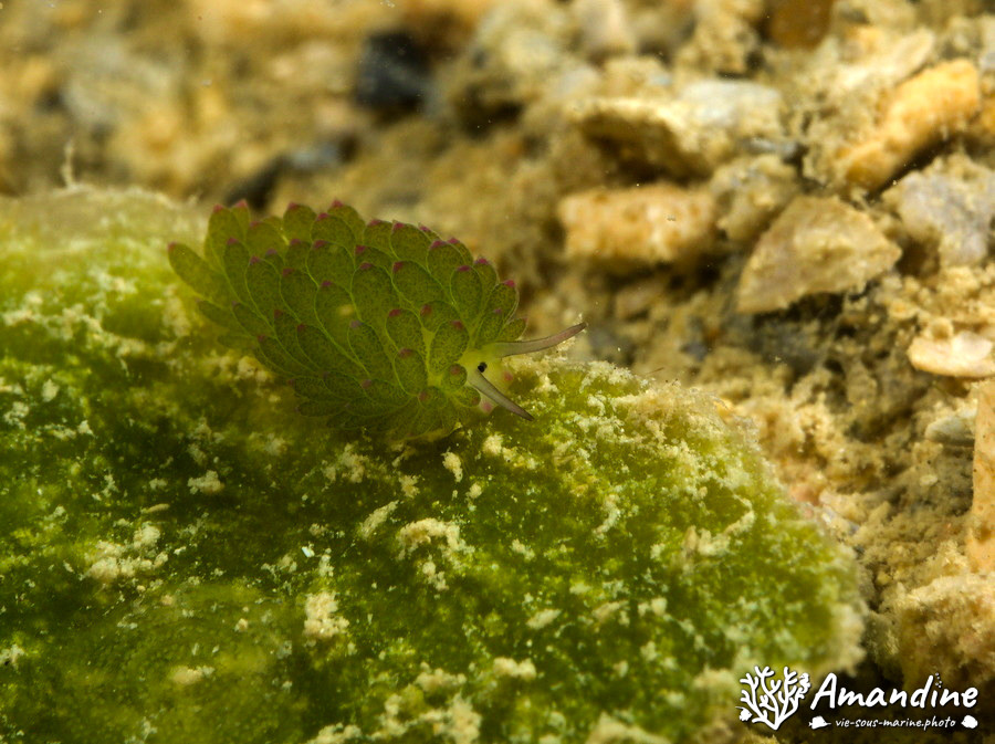 Costasiella sp1