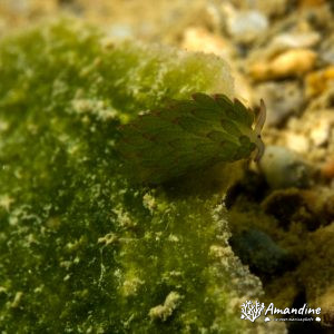 Mollusques » Gastéropode » Limaces de mer (opisthobranche) » Sacoglosse » Costasiella sp1
