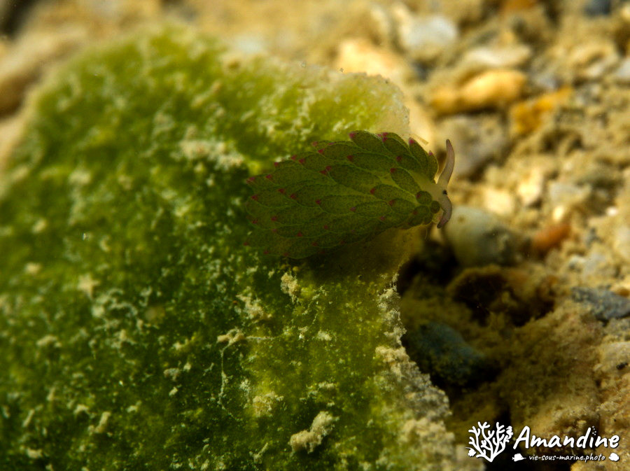 Costasiella sp1