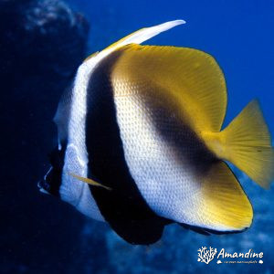 Poissons osseux » Poisson-bannière » Heniochus monoceros