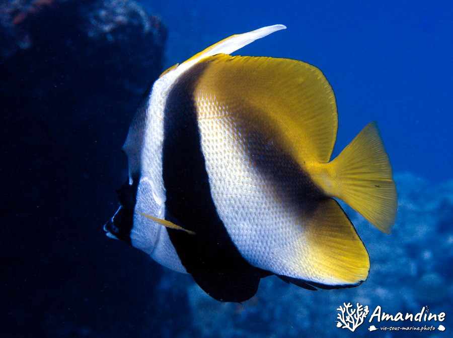 Heniochus monoceros