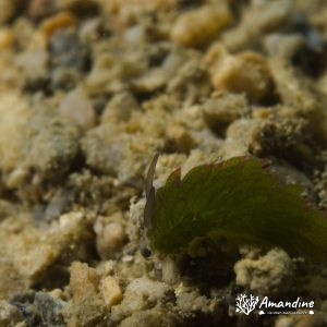 Mollusques » Gastéropode » Limaces de mer (opisthobranche) » Sacoglosse » Costasiella sp1