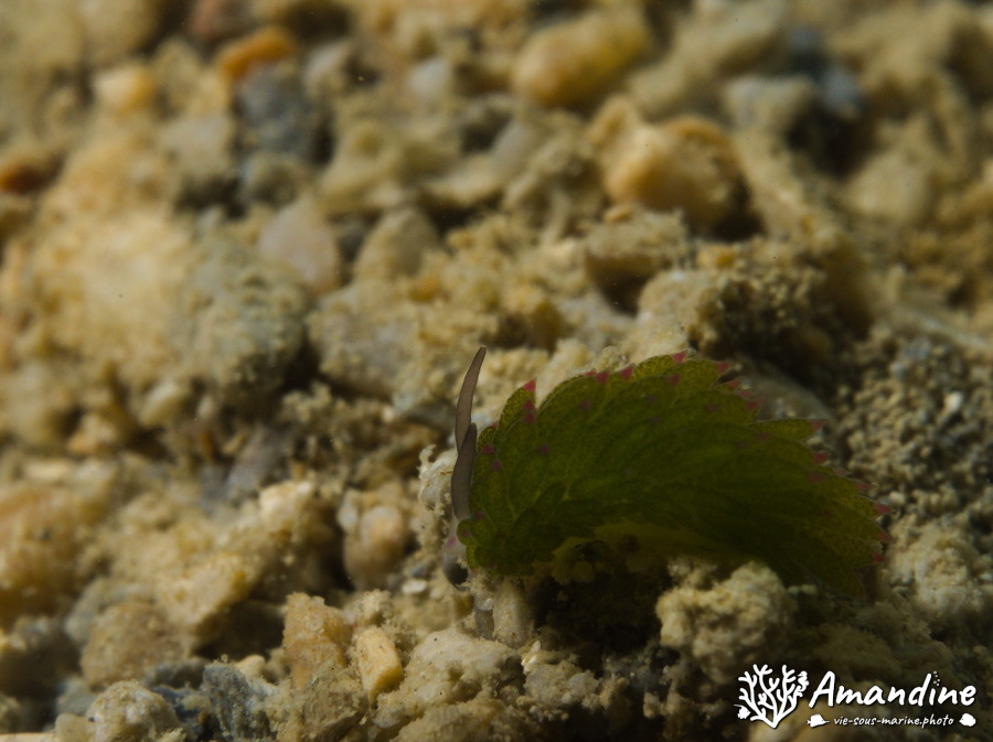 Costasiella sp1