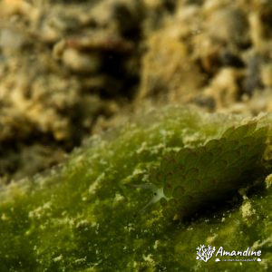 Mollusques » Gastéropode » Limaces de mer (opisthobranche) » Sacoglosse » Costasiella sp1