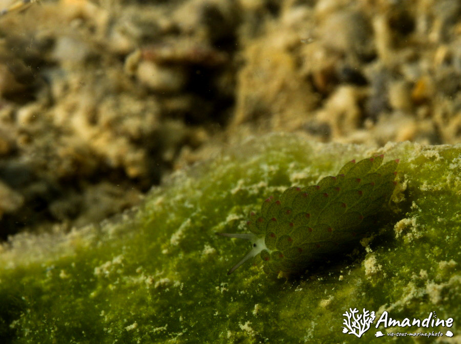Costasiella sp1
