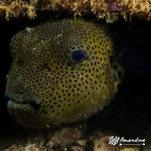 Poisson-ballon - Nouvelle-Calédonie, Nouméa, Ouémo