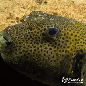 Poisson-ballon - Nouvelle-Calédonie, Nouméa, Ouémo
