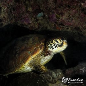 Tortue marine » Chelonia mydas (tortue verte)