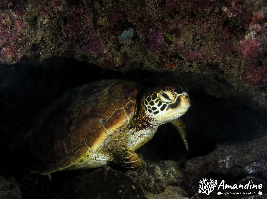 Chelonia mydas (tortue verte)