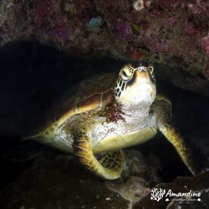 Tortue marine » Chelonia mydas (tortue verte)