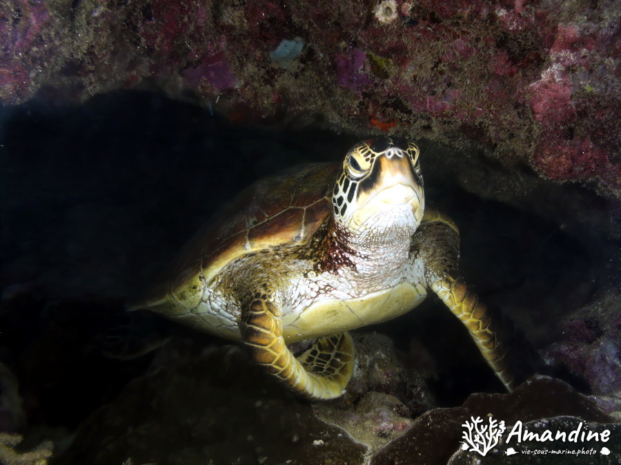 Chelonia mydas (tortue verte)
