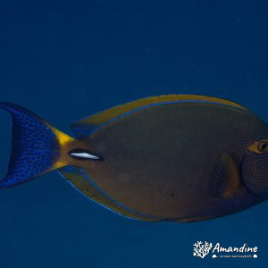 Acanthurus xanthopterus - Nouvelle-Calédonie, Nouméa, Passe de Dumbéa, Mur aux loches