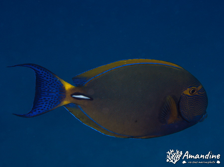 Acanthurus xanthopterus