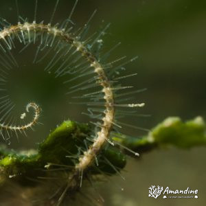 Ophiure - Nouvelle-Calédonie, Nouméa, Rocher à la voile