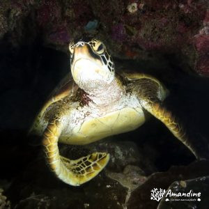 Tortue marine » Chelonia mydas (tortue verte)