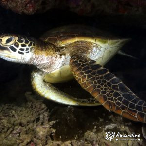 Tortue marine » Chelonia mydas (tortue verte)