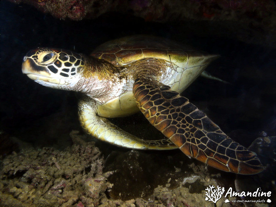 Chelonia mydas (tortue verte)