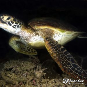 Tortue marine » Chelonia mydas (tortue verte)