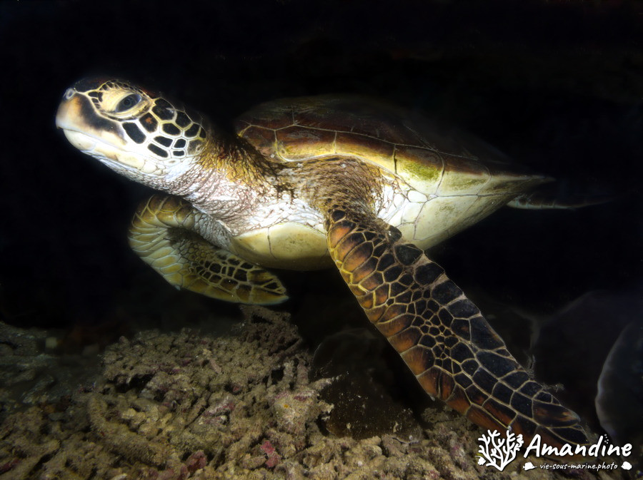Chelonia mydas (tortue verte)