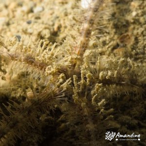 Ophiure - Nouvelle-Calédonie, Nouméa, Rocher à la voile