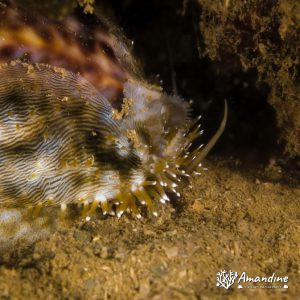 Porcelaine - Nouvelle-Calédonie, Nouméa, Ouémo