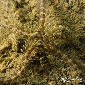 Ophiure - Nouvelle-Calédonie, Nouméa, Rocher à la voile