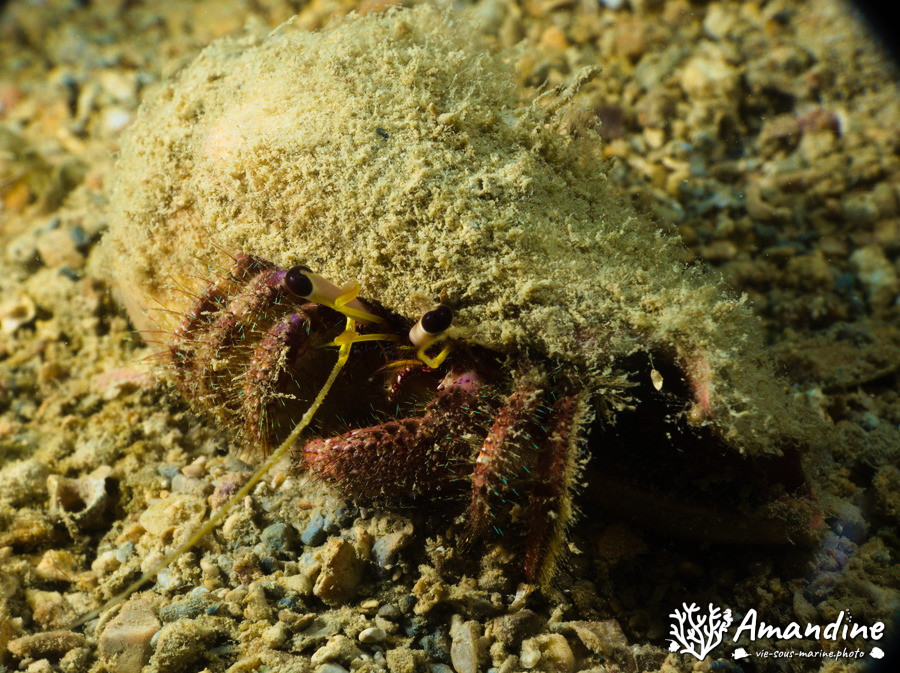Dardanus lagopodes