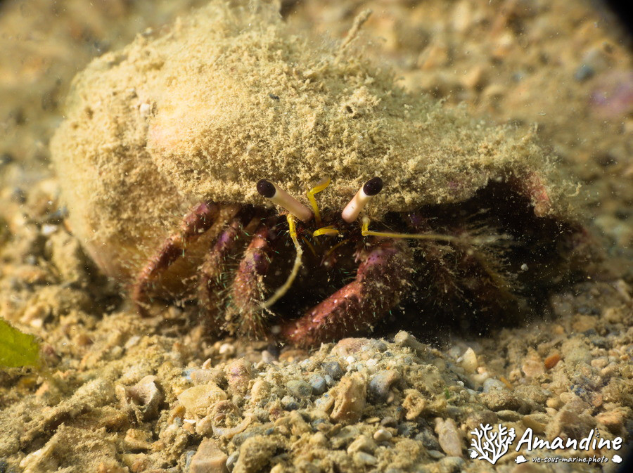 Dardanus lagopodes