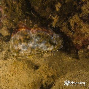Porcelaine - Nouvelle-Calédonie, Nouméa, Ouémo