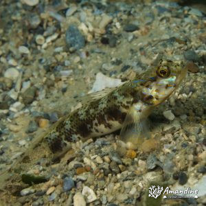 Poissons osseux » Gobie » Vanderhorstia sp.
