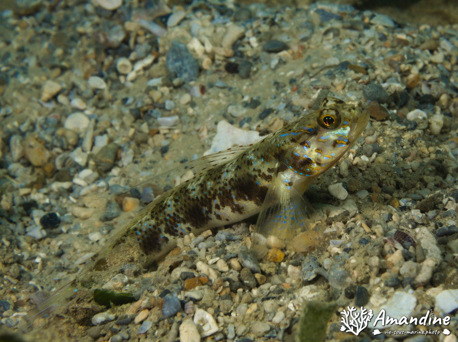 Vanderhorstia sp.
